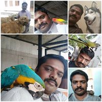 vijaysiva-rajendran's Profile Picture